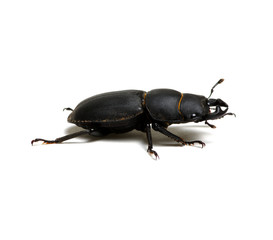 black beetle on white