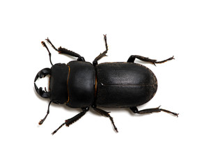 black beetle on white