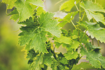 Fototapeta premium Grape trees leafs. Unripe berries.