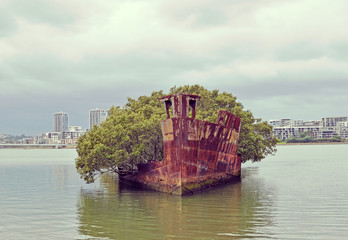 Mangrove trees growing on the shipwreck of the steam collier SS Ayrfield at Homebush bay, Sydney, Australia. Used to carry supplies to Pacific allies in WWII.