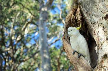 Australian Sulfur-crested Cockatoo, Cacatua galerita, perched in a hollow in a Broad Leaved...