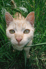 Naklejka na ściany i meble Curious cat in garden