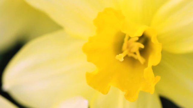 Yellow daffodil flower close-up