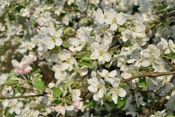 Lush white blooming Apple tree in spring