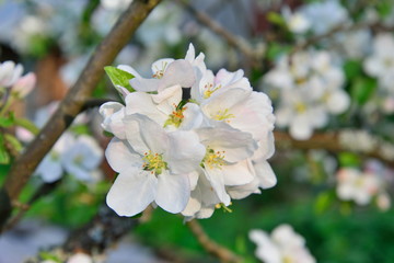 Fototapeta premium The Apple tree branch with white flowers