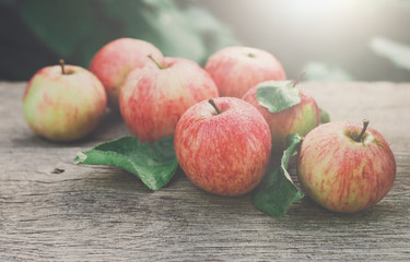 Red and yellow apples harvest in fall garden
