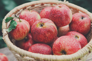Basket with apples harvest in fall garden