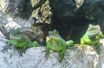 Lizard families together is looking to the future so cute when watching them in zoo