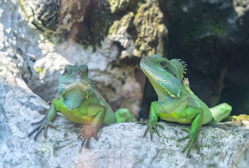Fototapeta premium Lizard families together is looking to the future so cute when watching them in zoo