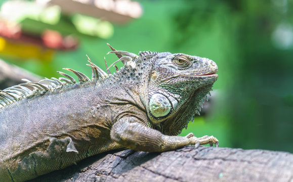 Giant iguana with its large body is full of scaly dinosaur survivor and preserved in the zoo to this day.
