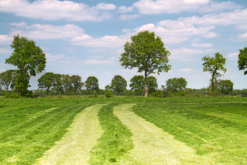 Fototapeta na wymiar Pasture with fresh green mowed grass 