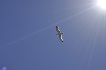 seagull 1