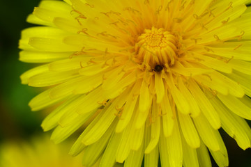 A dandelion flower and an ant, macro photography.