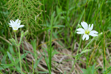 Chickweed, forest plants in the grass.
