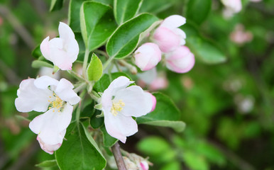 Fototapeta na wymiar Flowering branches of apple trees.