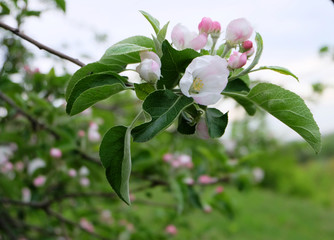 Flowering branches of apple trees.