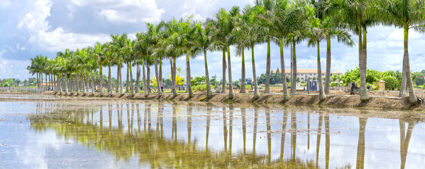 Cuban Royal Palm trees planted along a rural road on field in the countryside