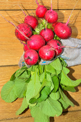 The hand holds a lot of red radish with greens
