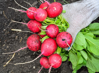 The hand holds a lot of red radish with greens