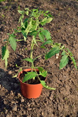 Plant the tomato plant on the ground a Sunny day