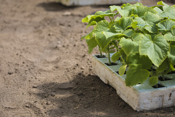 Plantación ecológica