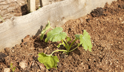 potager plantation de potiron