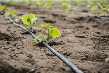 Plantación ecológica