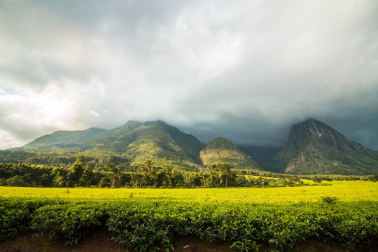 Mulanje Mountain with tea plantation and cloudy sky