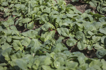 Plantación de rabanitos