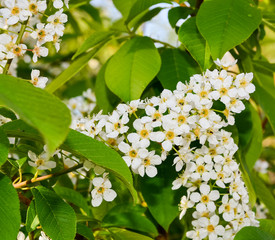Background of blooming bird cherry in early spring