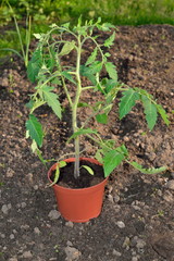 Plant the tomato plant on the ground a Sunny day