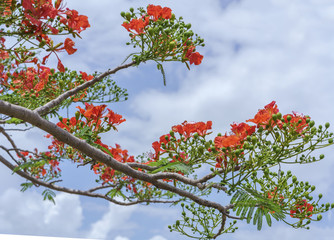 Red royal poinciana flowers bloom with beautiful blue sky background, this is the blooming flowers in the summer monsoon tropics