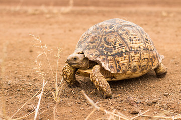 Leopard tortoise crossing the road, full length