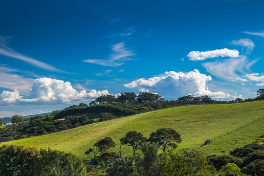 Church Bay Hillside, Waiheke Island, Hauraki Gulf, New Zealand