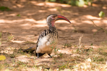 Red-billed Hornbill sitting on the ground looking at the camera