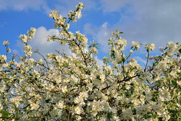 Branch of Apple blossoms against a blue sky Sunny day