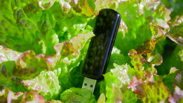 Usb key plugged to salad