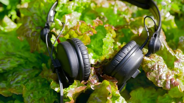 Audio headphones on a salad