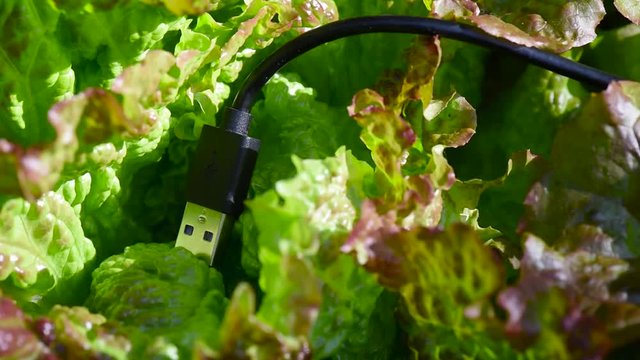 Cable and USB plug connected to green salad
