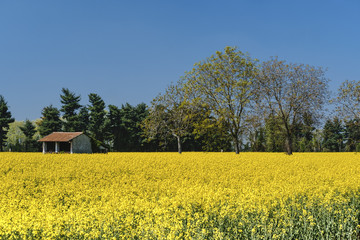 Spring landscape near Groppello )Italy)