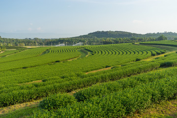 Fototapeta na wymiar Pattern of Green tea farm curve in Chiang Rai, Thailand