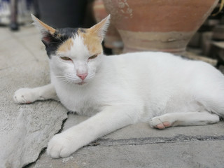 Cat lying on the floor