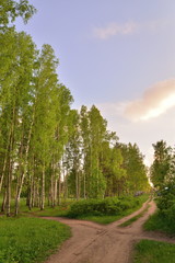 Rural road in birch grove Sunny day