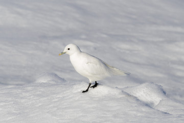 Ivory gull (Pagophila eburnea) © Alexey Seafarer