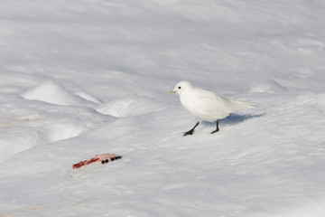 Ivory gull (Pagophila eburnea)