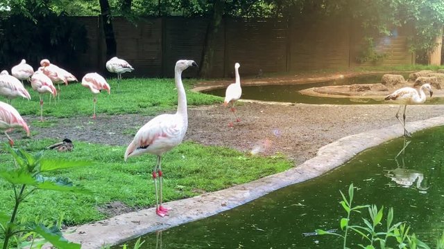 Flamingos putzen das Federkleid am Weiher - Sound - (Phoenicopterus roseus)