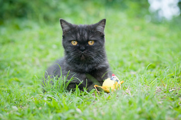 Black Cat Playing in the grass