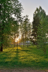 The sun's rays breaking through the branches in the birch grove