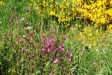 prairie fleurie, Auvergne