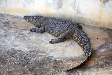 Crocodile